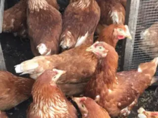 Røde amerikanere/Isa Brown 19 uge