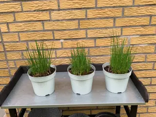Purløg til udplantning