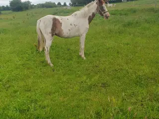 Perfekt pony