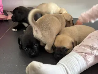 Jack russel terry og mops hvalpe 