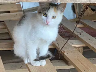 Kattekillinger