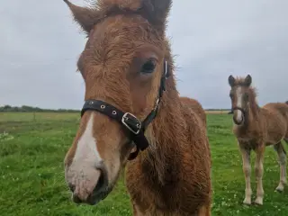 Fantastisk smuk islænder hingst føl sælges 