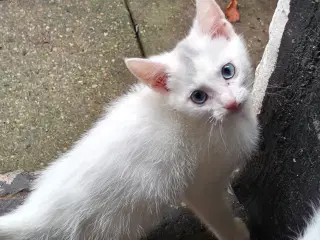 Vidunderlige kattekillinger