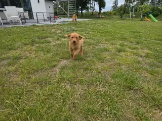 Labrador retriver foxred
