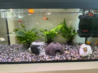 Akvariefisk blandet guppy Molly sugemalle
