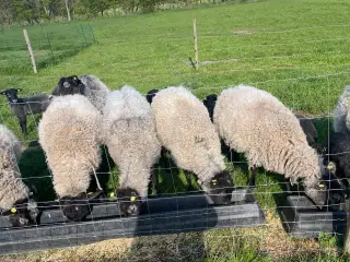 Gotlandsk Pelsfår