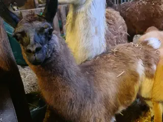 Lama