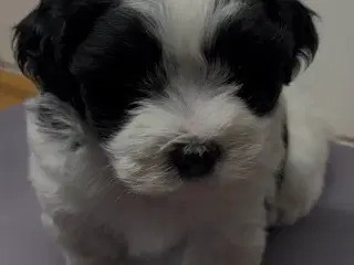 Bichon Havanais hvalpe 