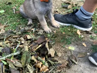 Skønne schæferhundehvalpe - kun piger tilbage