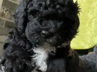 Cavapoo hvalpe