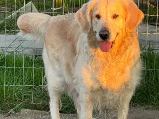 🐾 Sød Golden Mix Tæve søger et kærlig hjem🐾