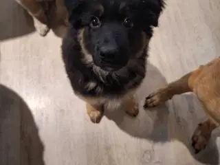 🐾✨ Euro Mountain sheparnese