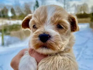 Allergivenlige blandingshvalpe Bichon Havanais / S