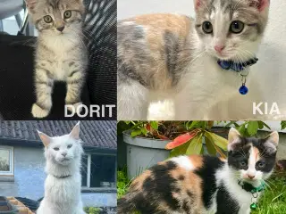 Maine Coon blandninger