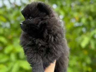 Pomeranian