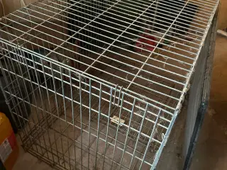 Stor hunde bur 