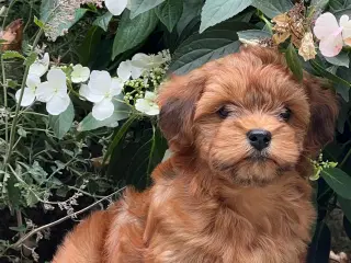 Smukke & Søde Bichon Havanais 💐