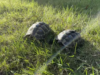 2 hun græske landskildpadder 8 år