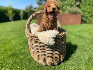  1 smuk mini Goldendoodle tilbage, doodle hvalpe