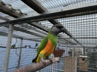 Senegal papegøje 