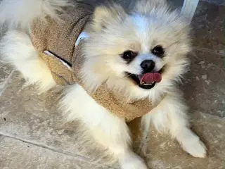Pomeranian