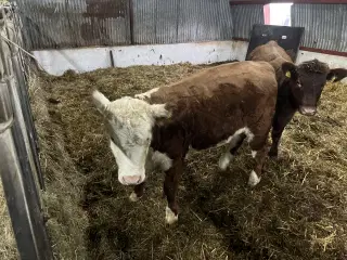 Hereford kvie fra 3mdr 25.