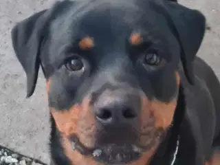 Skøn rottweiler hanhund