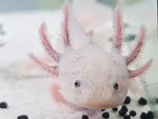 Leucistic Axolotler 