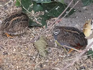 Kinesiske dværgvagtler.