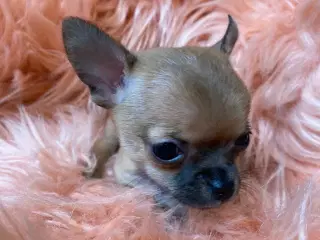 Chihuahua - miniature - snart salgsklar!