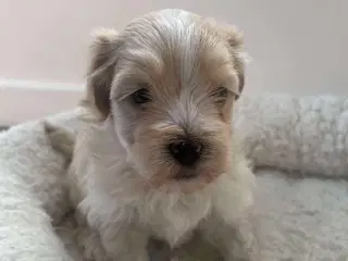 Bichon Havanais hvalpe