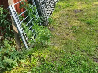 Fåre og Gede Grinder