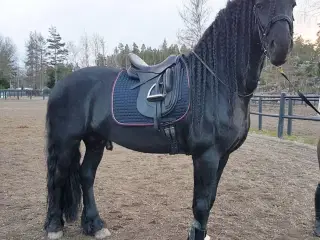 Smuk friser hest