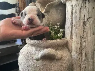 New english bulldog