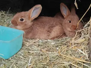 9 ugers kanin unger søger nyt hjem 🐇
