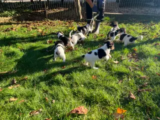 Dansk svensk gårdhunde hvalpe sælges