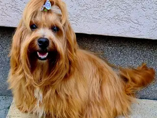 Smuk Rød Bichon Havanais tilbydes avl.