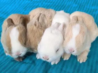 Minilop kaninunger sælges 