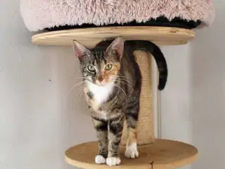 Yrsa ✅️ Neutraliseret, Vaccineret, og øremærket ♀️