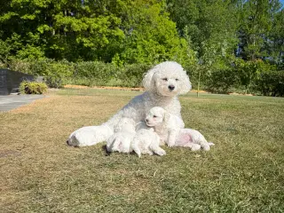 Bichon Frisé hvalpe