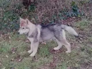 Slæde/ulvehund 