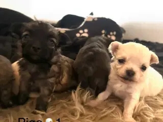 Skønne chihuahua blandings hvalpe 