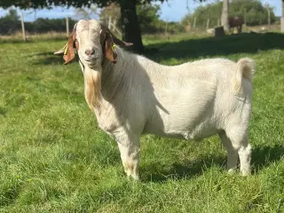 Boer buk