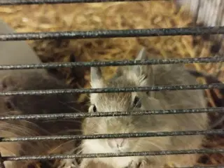 15 søde og dejlige degu unger søger nyt hjem