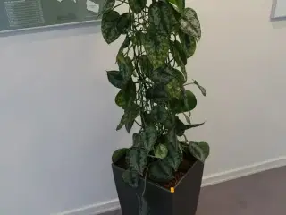 Plante i krukke