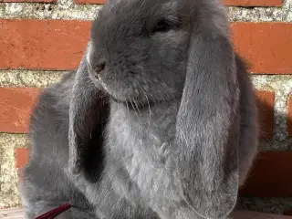 FRANSK VÆDDER HUN BLÅ