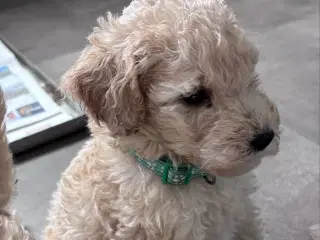 F3 Labradoodles små 