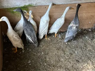 Løbeænder 