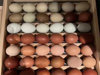 Kyllinger af blanding 