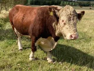 Hereford tyr sælges 